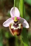 Ophrys candida